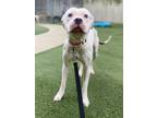 Adopt Blush a Pit Bull Terrier, Mixed Breed