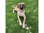 Adopt Payton a Bloodhound