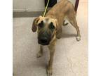 Adopt Payton a Bloodhound