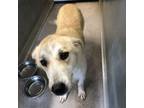 Adopt Darla a Great Pyrenees