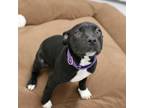 Adopt Mista a Pit Bull Terrier