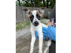 Adopt Lulu a Parson Russell Terrier, Mixed Breed