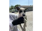 Adopt Lisa a Parson Russell Terrier, Mixed Breed