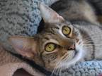 Adopt Christy a Domestic Short Hair