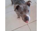Adopt Tee a Pit Bull Terrier