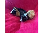 Adopt Loretta and Lucy a Guinea Pig