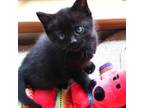 Adopt Sophie a Domestic Short Hair