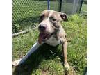 Adopt Kelly a Pit Bull Terrier