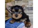 AKHG Teacup Yorkshire Terrier Puppies Available