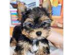A2HG Teacup Yorkshire Terrier Puppies Available