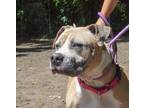 Adopt Menella a Mixed Breed