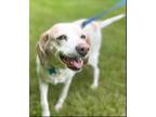 Adopt Celia a Beagle, Mixed Breed