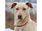 Adopt Bess a Mixed Breed