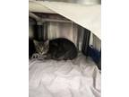 Adopt Claudia (Bibita) a Domestic Short Hair