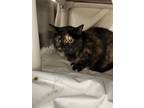 Adopt Coco (Chat-Chat) a Domestic Short Hair
