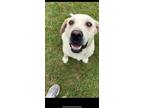 Adopt Iris a Labrador Retriever