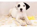 Adopt Morticia a American Staffordshire Terrier, Mixed Breed