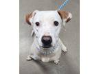 Adopt Sunday a Pit Bull Terrier, Mixed Breed