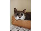 Adopt 73417a Idalie-Pounce Cat Cafe a Domestic Medium Hair, Domestic Short Hair