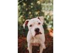 Adopt 73053a Sparrow a American Staffordshire Terrier, Mixed Breed