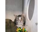 Adopt Colleen a Domestic Short Hair