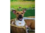 Adopt Abigayle a Terrier