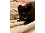 Adopt Nora a Domestic Short Hair