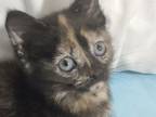 Adopt Athena a Domestic Short Hair