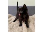 Adopt Candice a Domestic Short Hair