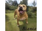Adopt Bianca a Pit Bull Terrier