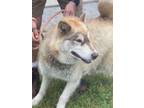 Adopt Queenie a Husky