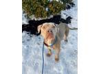 Adopt Tawny a Terrier, Mixed Breed