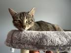 Adopt Willow a Domestic Short Hair