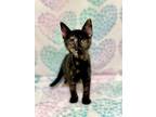 Adopt Eglantine a Domestic Short Hair