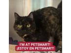 Adopt Weathergirl a Domestic Short Hair