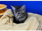 Adopt Sundae a Domestic Short Hair