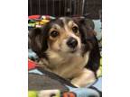 Adopt CeraVe a Mixed Breed