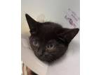 Adopt Sativa a Domestic Short Hair