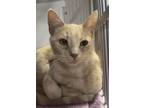 Adopt Layla a Domestic Short Hair