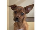 Adopt Chewbacca a Mixed Breed