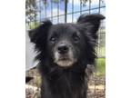 Adopt Sun Bum a Mixed Breed