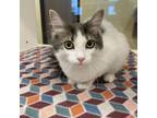 Adopt Matilda a Domestic Medium Hair