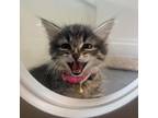 Adopt Millie a Domestic Short Hair