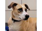 Adopt Orchid a Mixed Breed