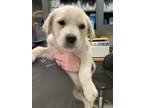 Adopt Dottie a Retriever, Great Pyrenees