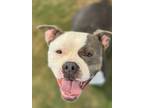 Adopt Bell a Pit Bull Terrier, Mixed Breed