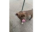 Adopt 55933502 a Terrier, Mixed Breed