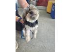 Adopt Lily a Yorkshire Terrier, Mixed Breed