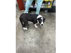 Adopt 55938719 a Pit Bull Terrier, Mixed Breed