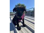 Adopt Dorothy a Labrador Retriever, German Shepherd Dog